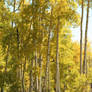 Aspens