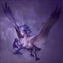 YMC - Pegasus