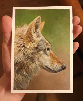 Wolf Study