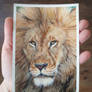 Lion Study