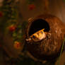 Crested Gecko (Testing new camera)