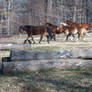 Horse Herd