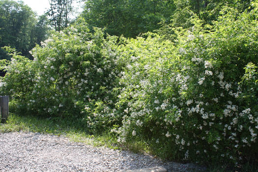 stock flowering bushes