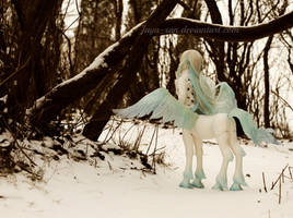 Walk in the Forest