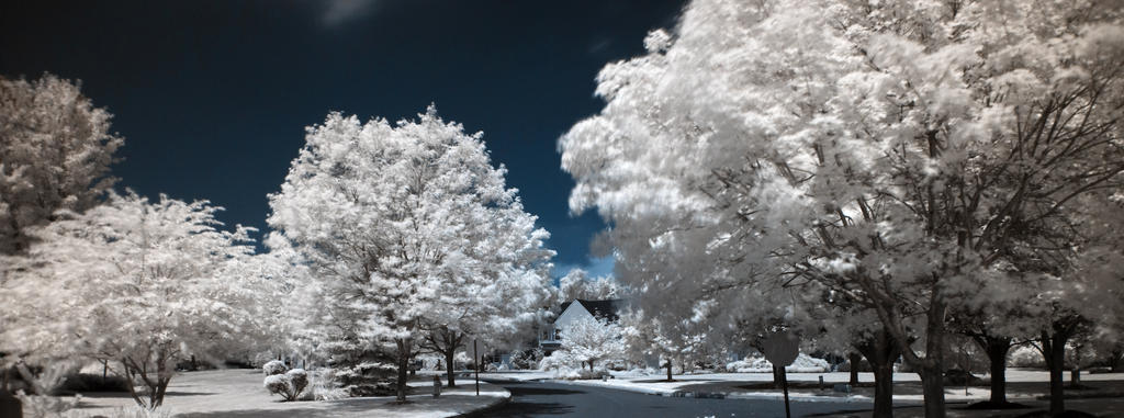 White Trees