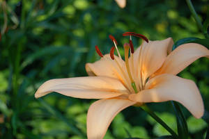 Lilium