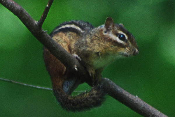 Chipmunk Close-Up