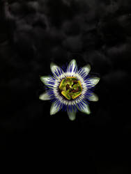 Passion flower