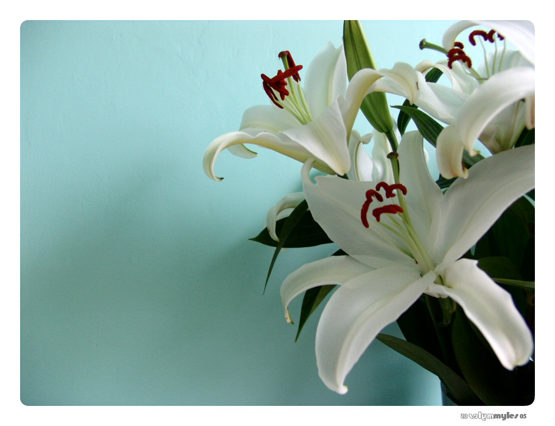 Lillies from me as well