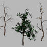 Free 3D 4K .PNG Transparent Trees - All 4 Seasons