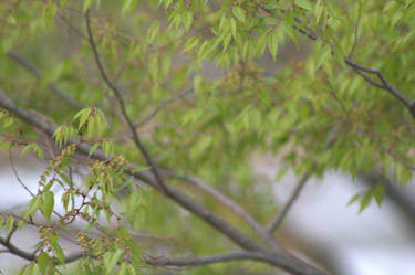 Through the Leaves