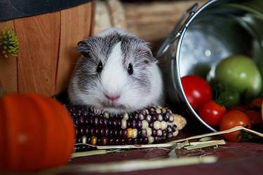 Snowie vs. Pumpkin