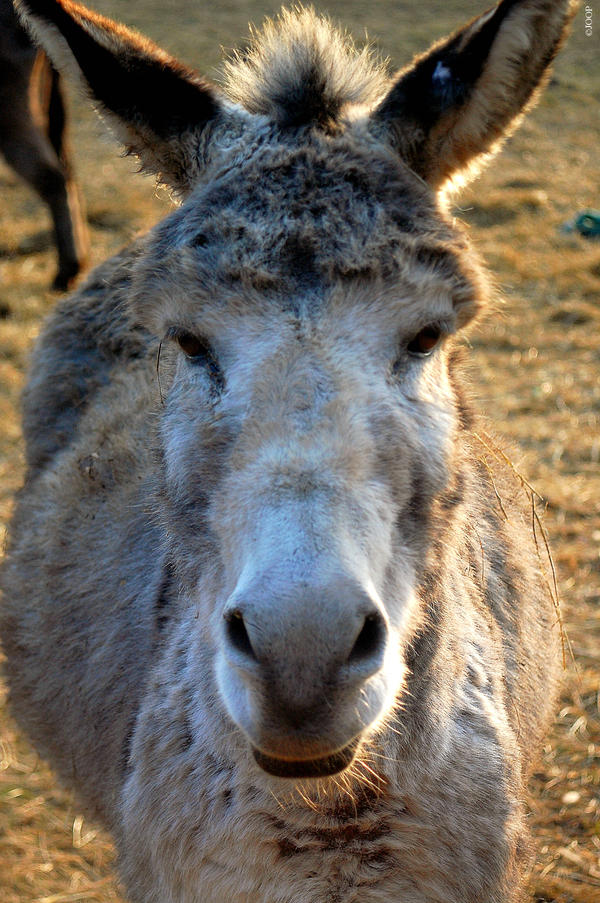 donkey 2 by joopmilder on DeviantArt