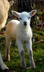 lamb