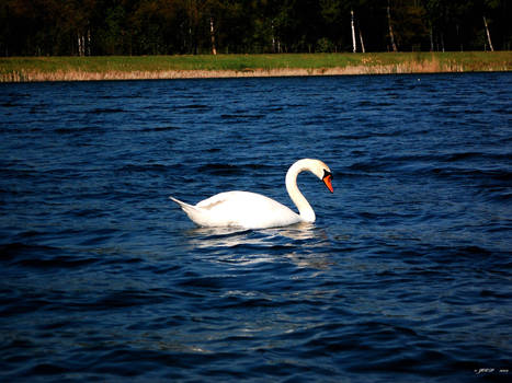 swan 3