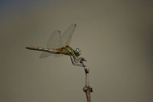 dragonfly