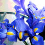 Blue Irises