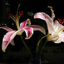 Stargazer Lilies