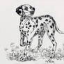 Dalmatian