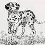 Dalmation