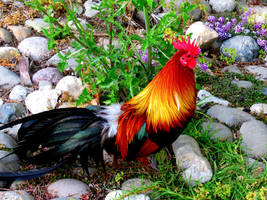 THE ROOSTER IN HIS GLORY