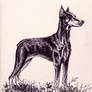 DOBERMANN PINSCHER