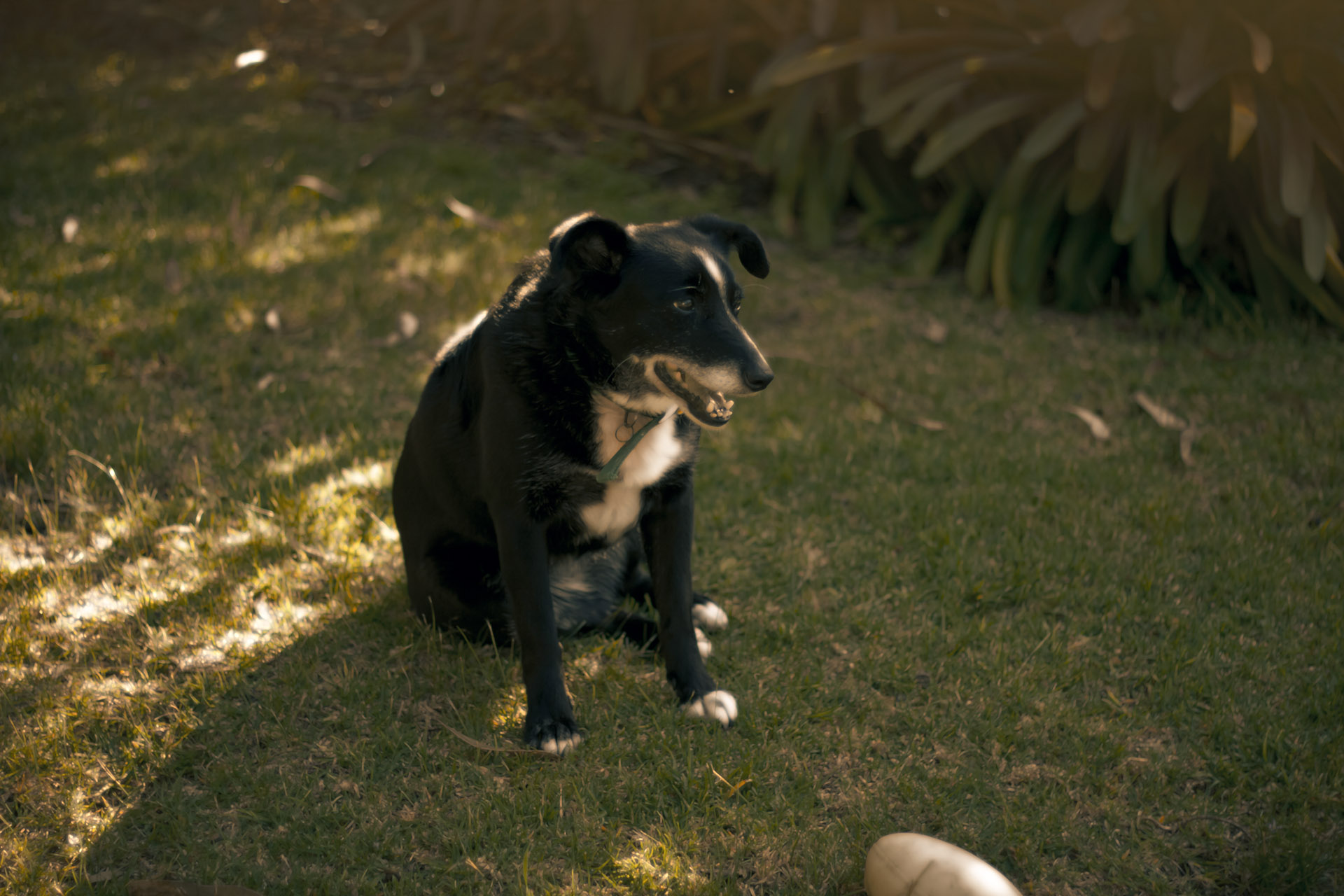 Waitn' for the ball to be kicked for her...