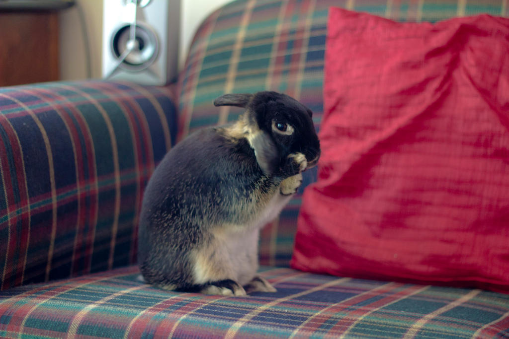 My Bunny Rabbit Cleaning His Ears by AwakeNight on DeviantArt