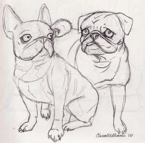 French Bulldog and Pug