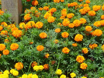 Multicolored Marigolds