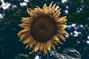 Sunflower by yellowtoot Sunflower by yellowtoot