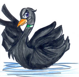 cisne negro