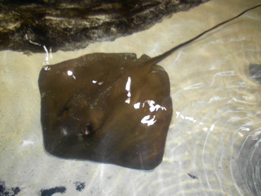 Cow Nosed Ray by Wisteareia on DeviantArt