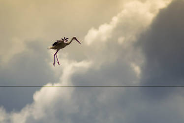 Tightrope Dancer