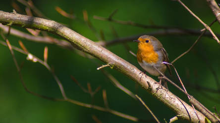 European Robin