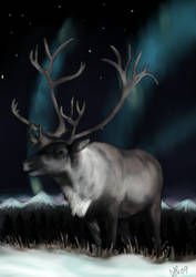 Reindeer of the northern light