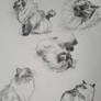 Cat sketches