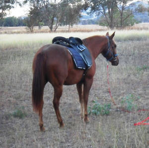 Quarterhorse Gelding