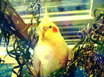 Sunlight Spots on a Golden Bird by Zarwaa