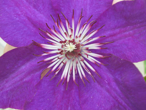 purple blossom