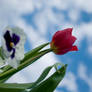 Blue Sky and Flowers