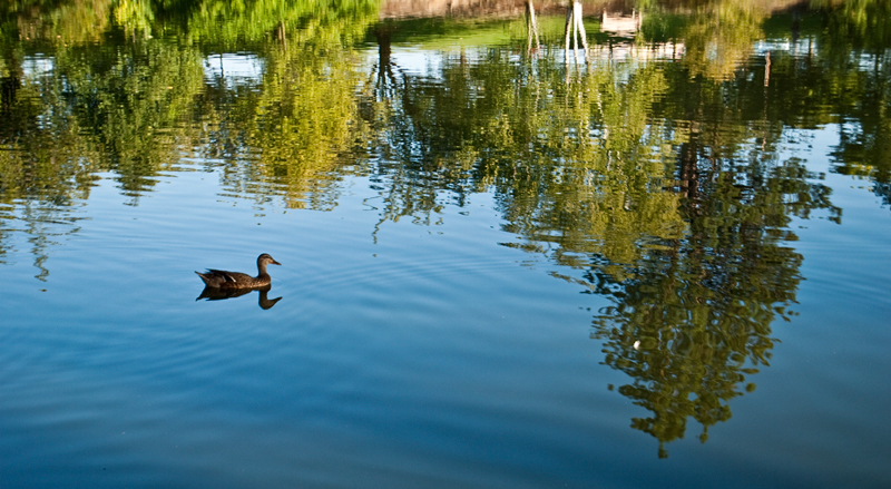 Duck in The Water