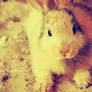 bunny-2