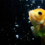 my goldfish..