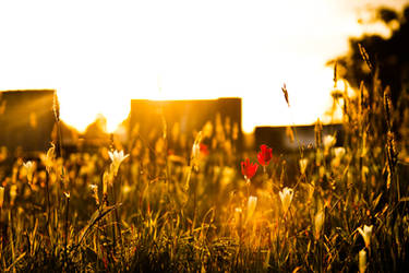 Golden Cemetery