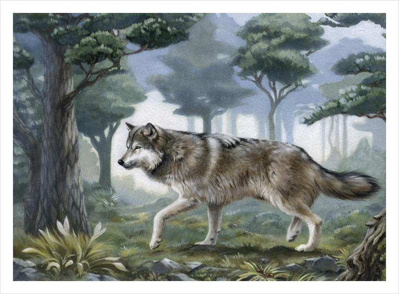 Wolf by VeraZowa