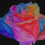 Rainbow rose