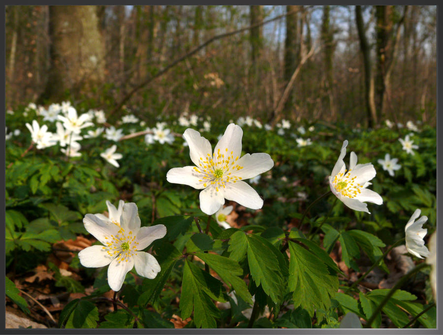 Windflowers Close-up 2