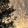 August 9 at sunset- cirrocumulus