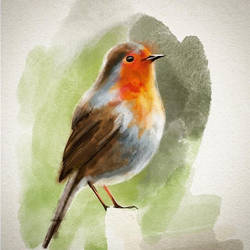 Robin